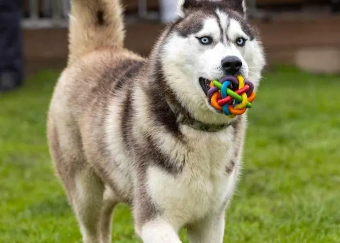 Vent_du_nord * Tramelan